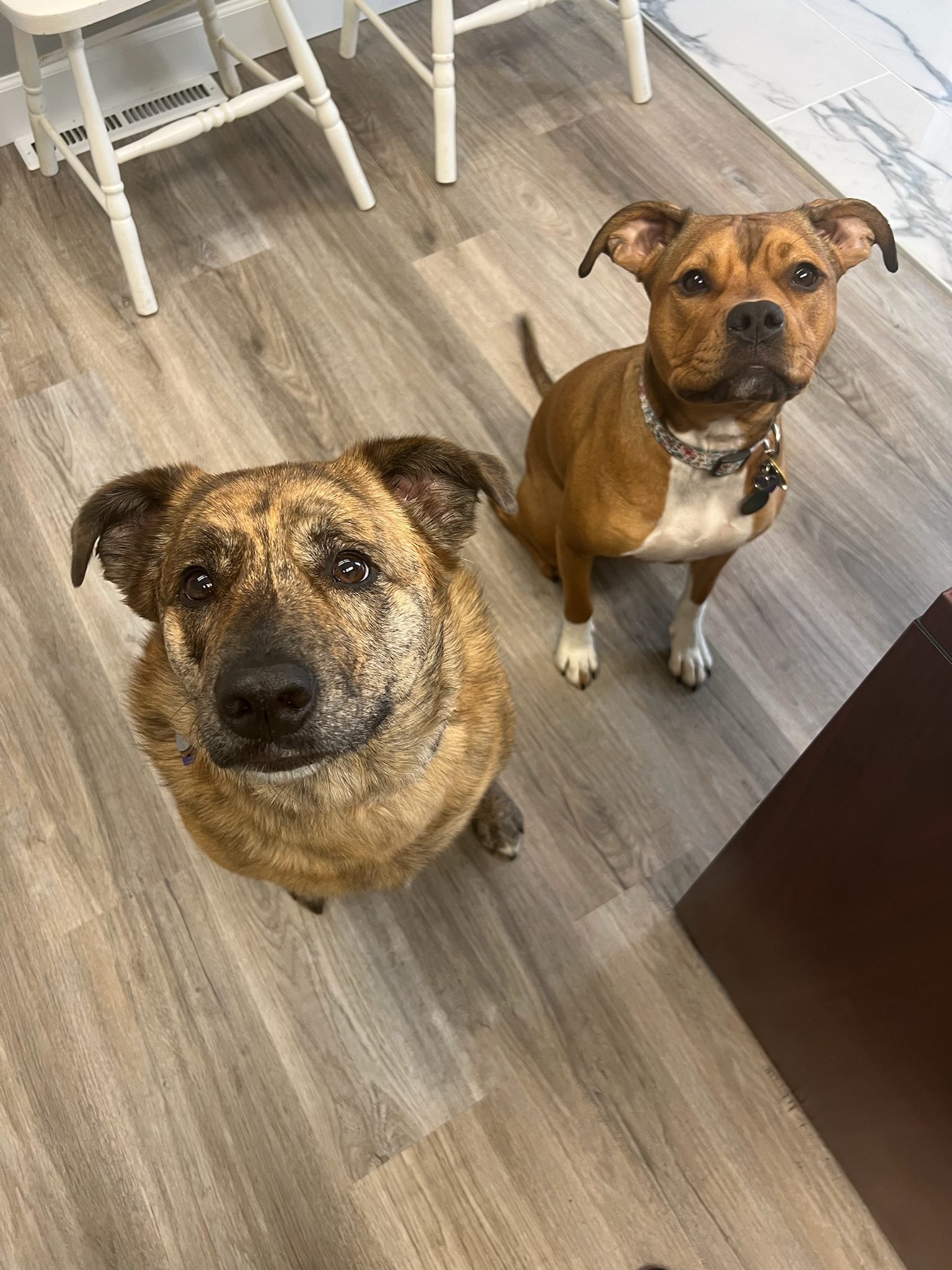 Lola and Rosie, the office dogs at The Helping Co.