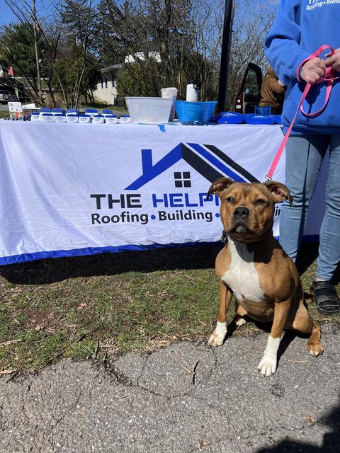The Helping Co. ballpark booth with dog